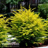 Ligustrum sinense 