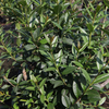 Ligustrum vulgare 