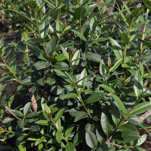 Ligustrum vulgare 