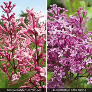 Lilac Bloomerang Collection - 2 lilac plants in 9cm pots - 1 of each variety