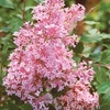 Lilac Bloomerang (Everblooming) - 1 plant in 9cm pot