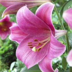 Lily Pink Heaven - 5 bulbs
