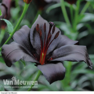 Lily 