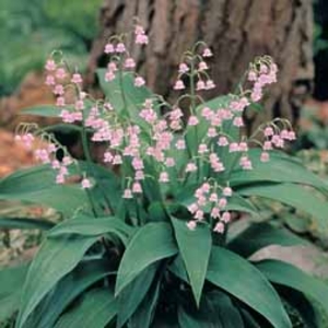 Lily of the Valley Pink - 5 lily pips