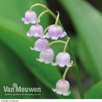 Lily of the Valley 