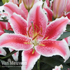 Lily 