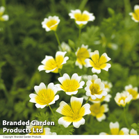 Limnanthes douglasii 