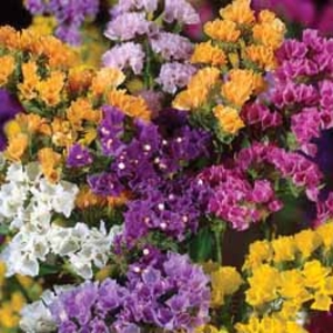Limonium Forever Flower Mix - 72 plug plants