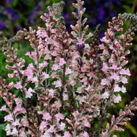 Linaria purpurea 