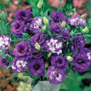 Lisianthus 