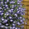 Lobelia 