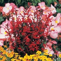 Lobelia x speciosa 