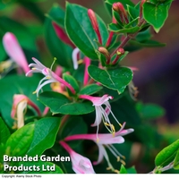 Lonicera japonica 