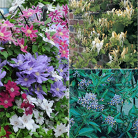 Lucky Dip Climber Collection - 6 climbing plug plants