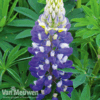 Lupin 