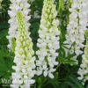 Lupin 