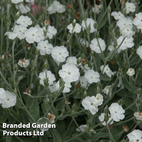 Lychnis coronaria 