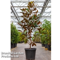 Magnolia grandiflora 