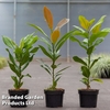 Magnolia grandiflora