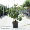 Malus 