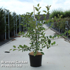 Malus 