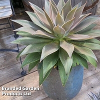 Mangave Lavender Lady