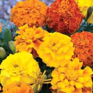 Marigold Zenith Mixed - 24 plug plants