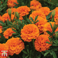 Marigold 