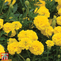 Marigold 