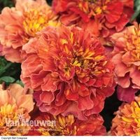 Marigold 
