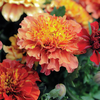 Marigold 