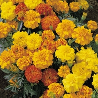 Marigold 