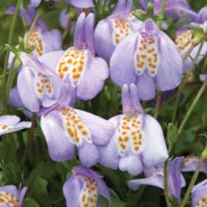 Mazus Creeping Orchid - 5 mazus plug plants