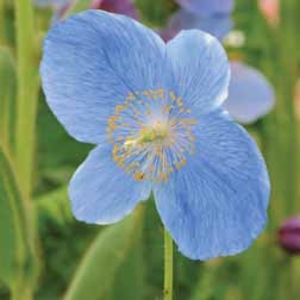 Meconopsis grandis 