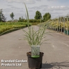 Miscanthus sinensis 