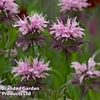 Monarda 