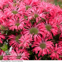 Monarda 