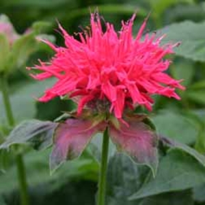 Monarda 