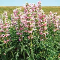 Morina longifolia (Large Plant) - 2 morina plants in 1 litre pots