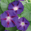 Morning Glory 