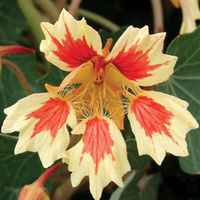 Nasturtium Fruit Salad - 5 nasturtium plug plants