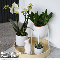 Nature White Phalaenopsis Arrangement