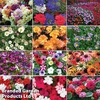 Nurseryman's Choice Summer Favourites
