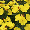 Oenothera fruticosa 