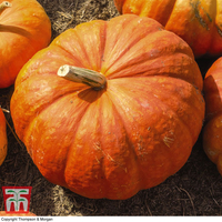 Organic Pumpkin 