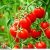 Organic Tomato 
