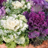 Ornamental Kale 