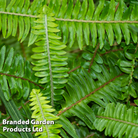 Osmunda regalis