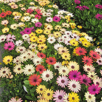 Osteospermum 