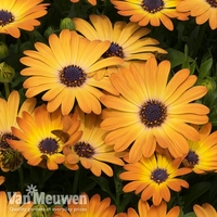 Osteospermum 